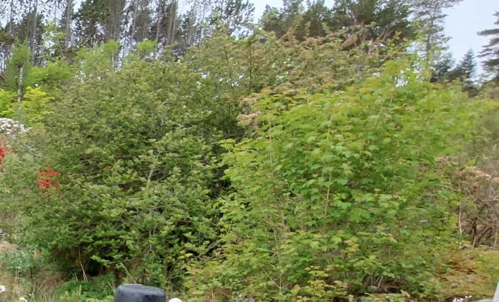 Land overgrown with grass