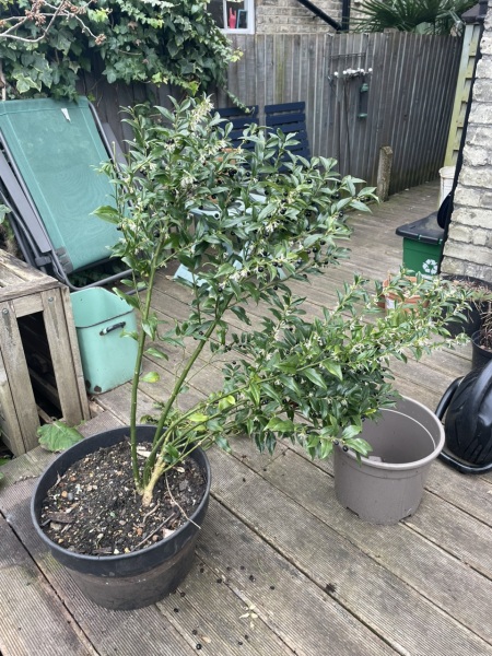 Pruning advice - wayward sarcococca