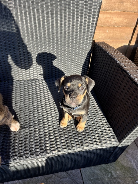 Puppy Survival Thread - as we approach Fireworks night for the first time…