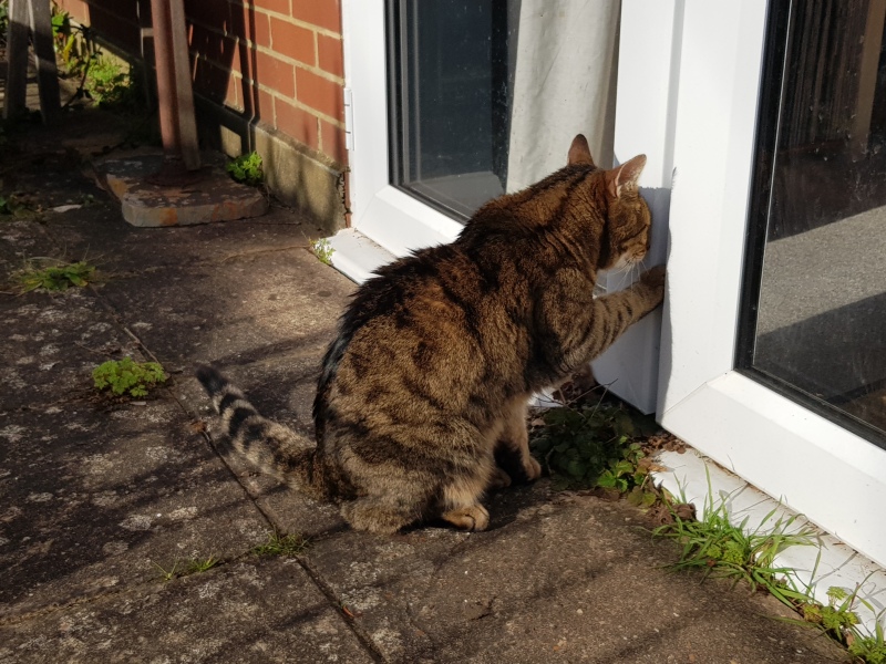 Thug cat part 5 - For he will not do destruction, if he is well-fed, neither will he spit without provocation.