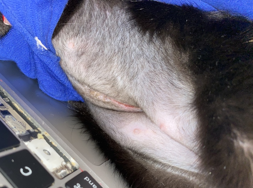spay incision - normal or not?