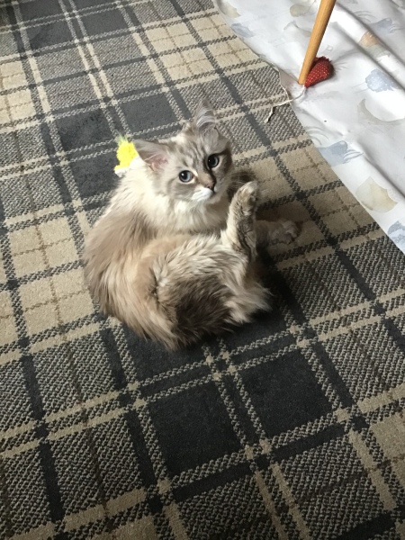 Ragdoll  rescue cat - what do I need?