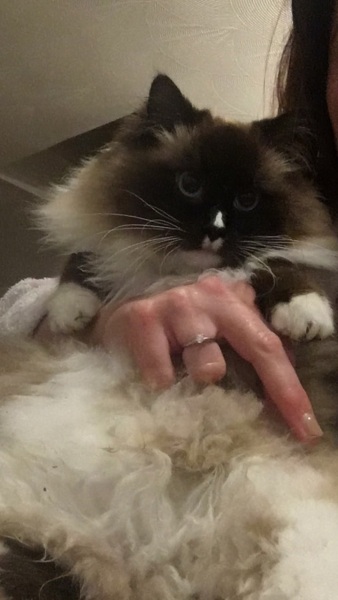 Does anyone have a ragdoll?