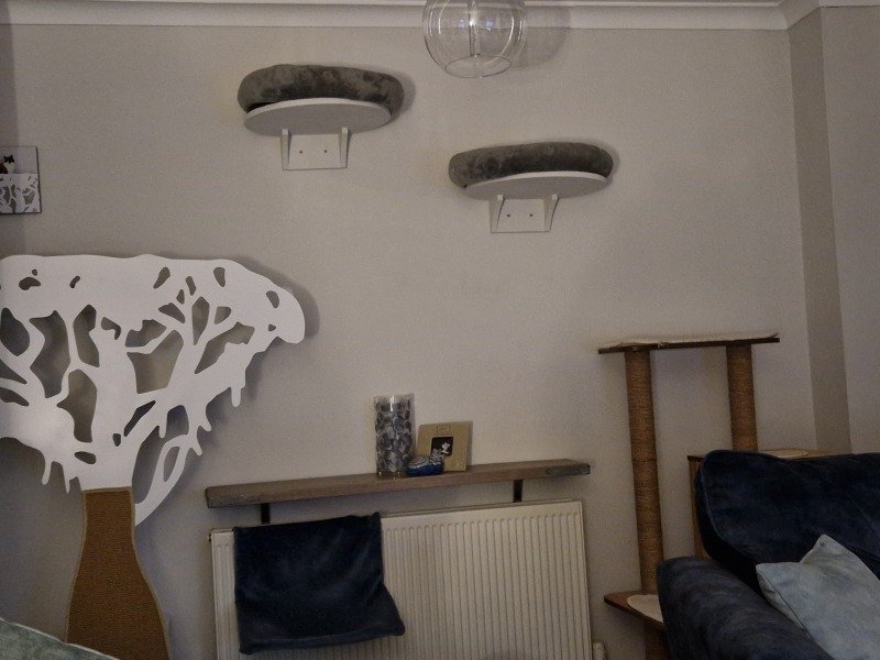 Anxious about leaving my 3 month old kitten alone.