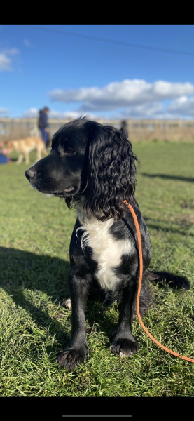 What dog breed do I need?? 