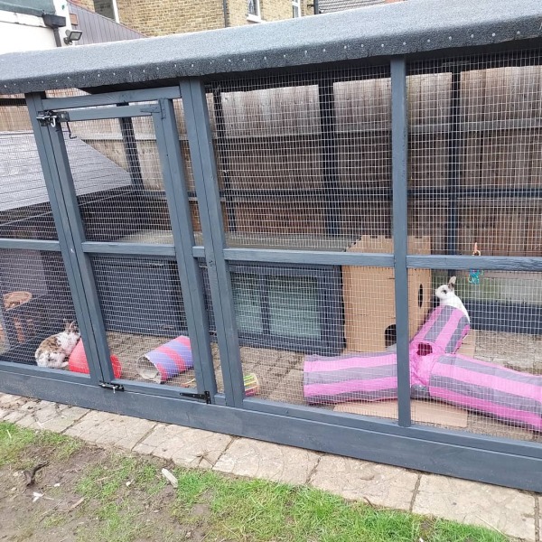 Dream chicken run