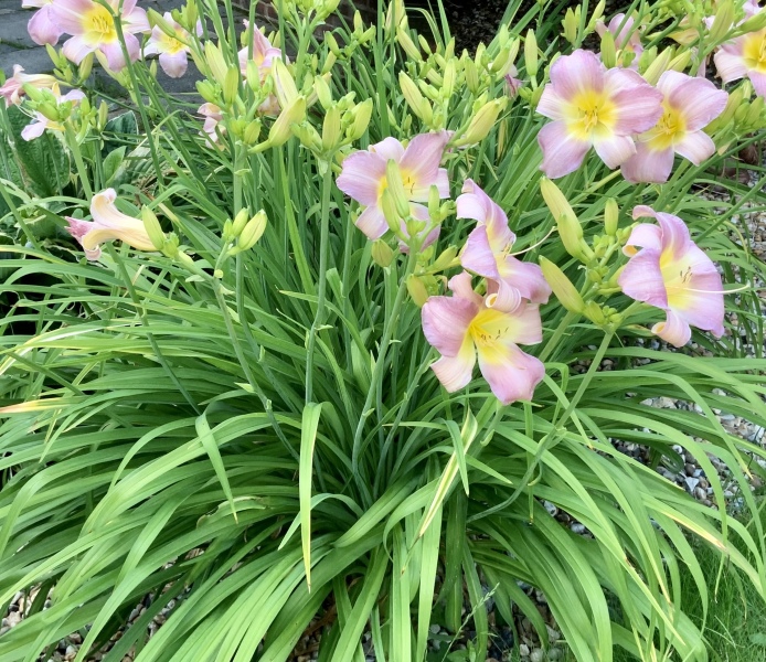 Is this a daylily?