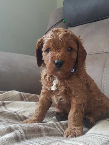 Puppy Survival Thread - as we approach Fireworks night for the first time…