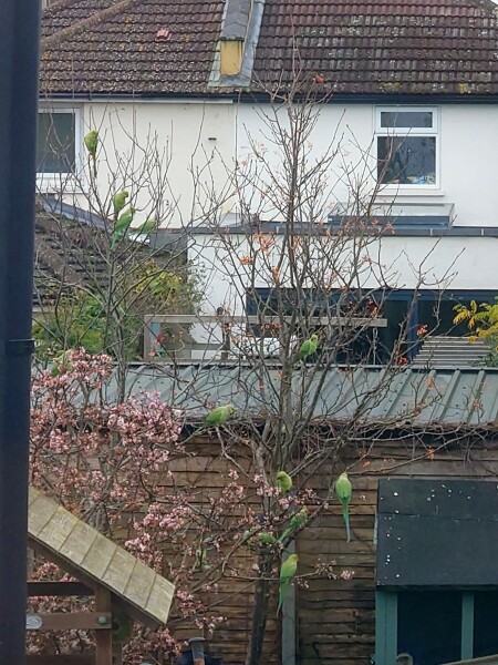 Where are all the parakeets?