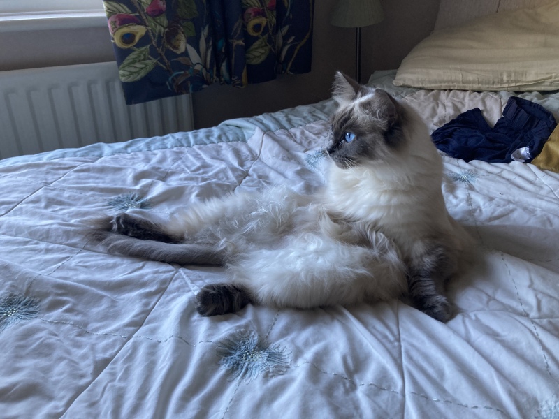 Does anyone have a ragdoll?