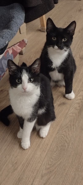 Hundreds of cats, thousands of cats, millions and billions and trillions of cats
