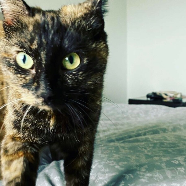 Cat Appreciation Post