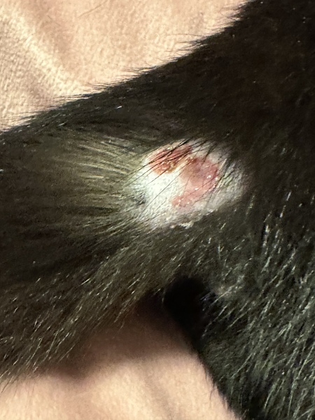 Do I need an emergency vet or can this wait?