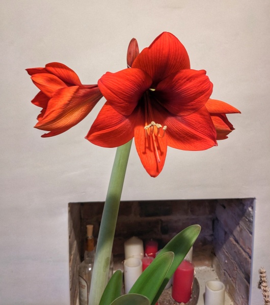 Who'd like an Amaryllis (Hippeastrum) thread?