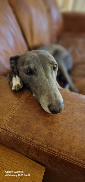 Please talk to me about greyhounds! 