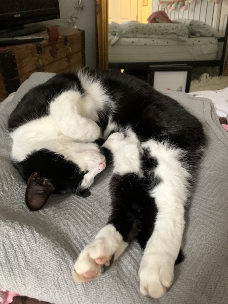 Hundreds of cats, thousands of cats, millions and billions and trillions of cats