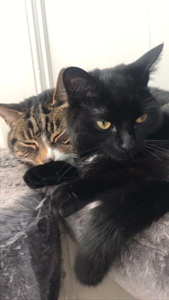 Cat Appreciation Post