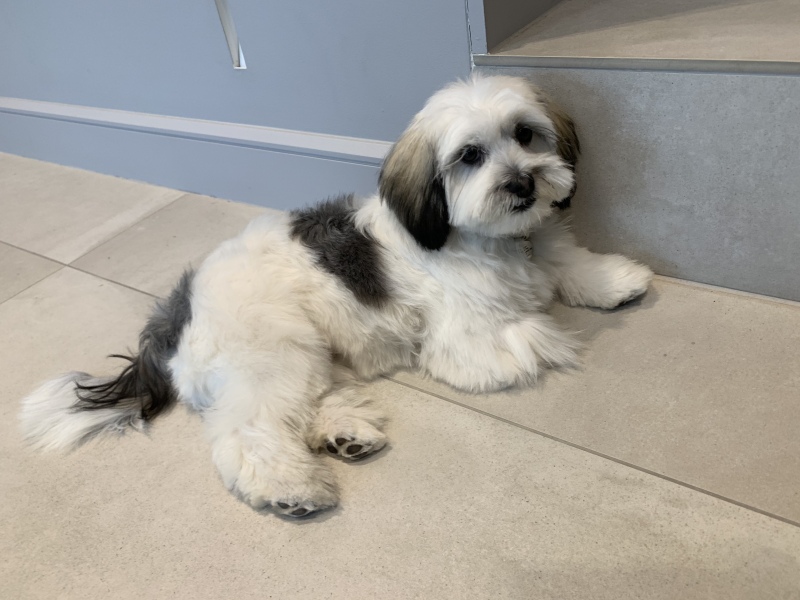 Puppy Survival Thread - as we approach Fireworks night for the first time…