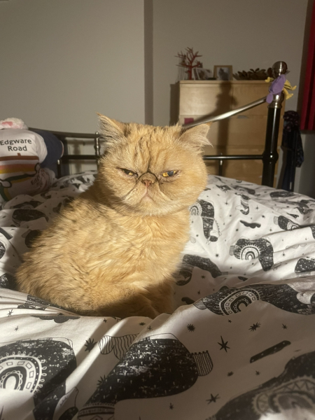 Sicky Cheddar.