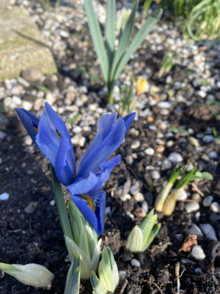 Spring things that you can look forward to in the next few weeks