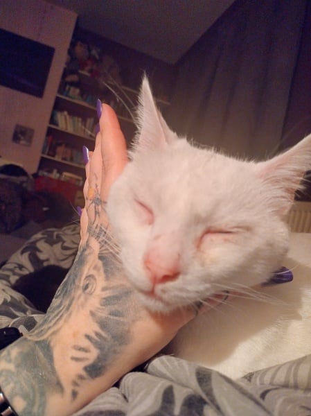 Hundreds of cats, thousands of cats, millions and billions and trillions of cats