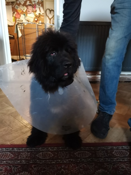 Puppy Survival Thread - as we approach Fireworks night for the first time…