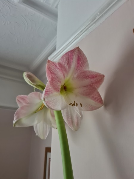 Who'd like an Amaryllis (Hippeastrum) thread?