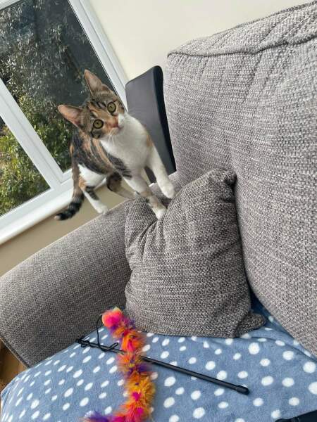 Nervous rescues