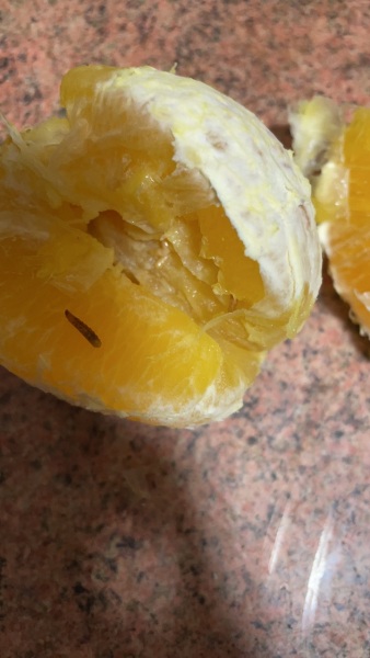 What is this in my orange?