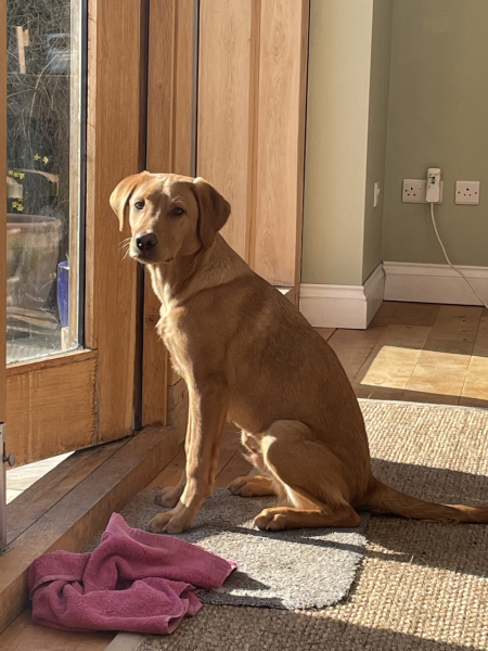 Puppy Survival Thread - as we approach Fireworks night for the first time…
