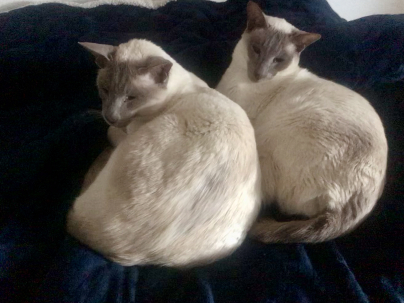 Jan '23 Low Carb Bootcamp: we come to the end of the first half!