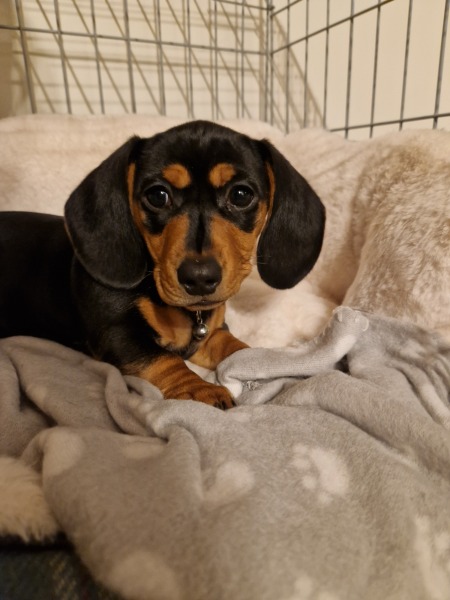 Puppy Survival Thread - as we approach Fireworks night for the first time…