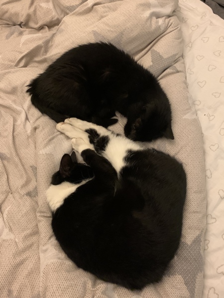 Hundreds of cats, thousands of cats, millions and billions and trillions of cats