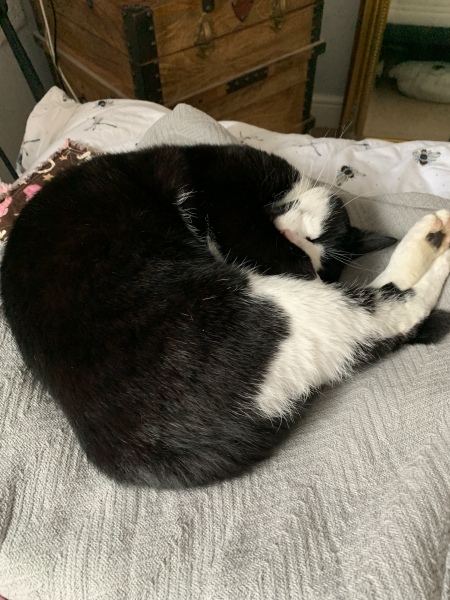 Hundreds of cats, thousands of cats, millions and billions and trillions of cats