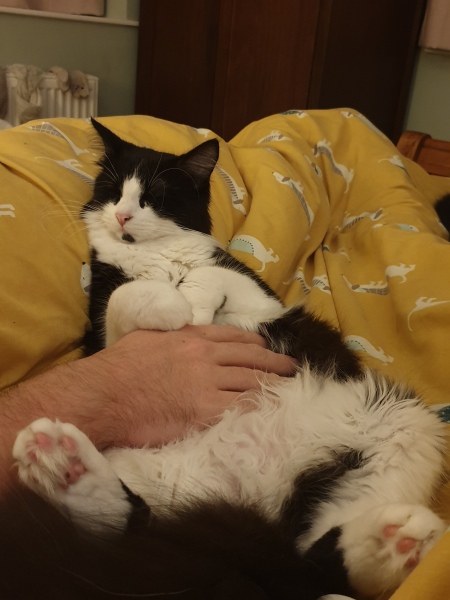 Surgical suit or cone of shame? 