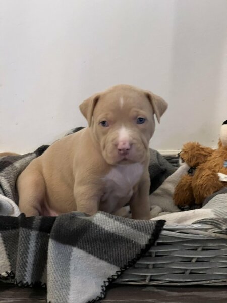 what to do about dog problem?!
