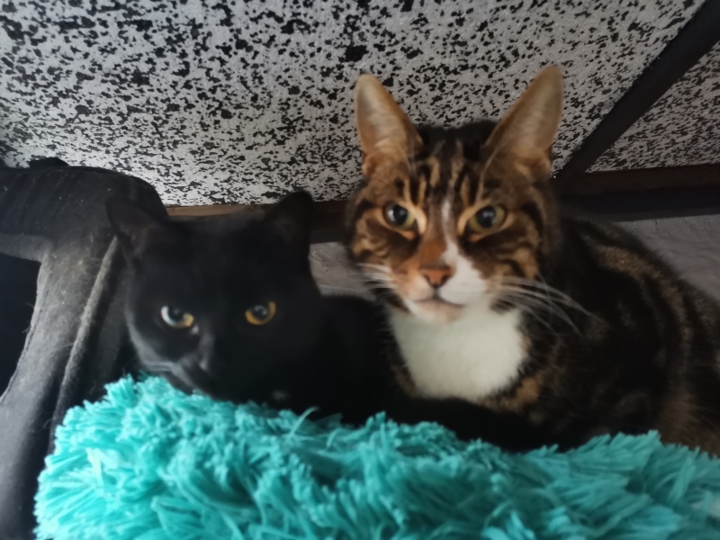 Kitten being a bully!