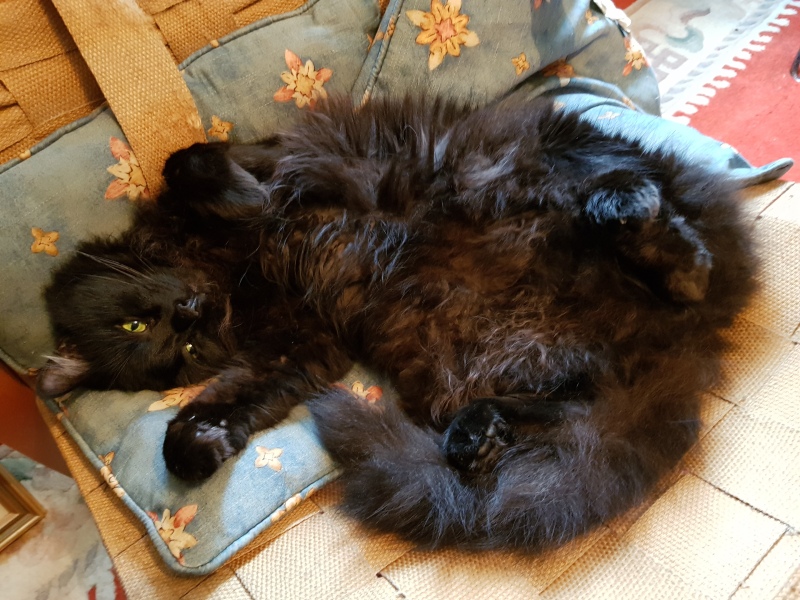 Hundreds of cats, thousands of cats, millions and billions and trillions of cats