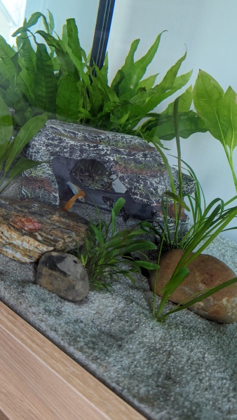 Fish people - is my Molly pregnant? 