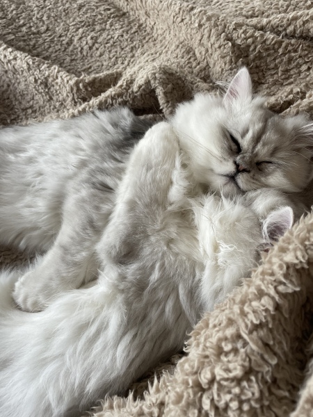 Hundreds of cats, thousands of cats, millions and billions and trillions of cats