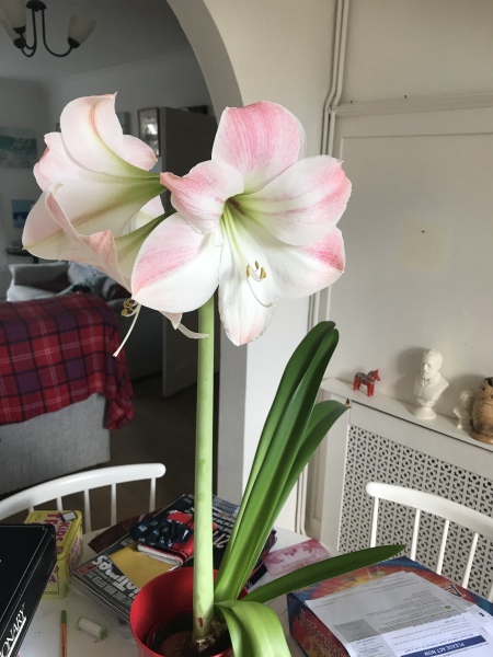 Who'd like an Amaryllis (Hippeastrum) thread?
