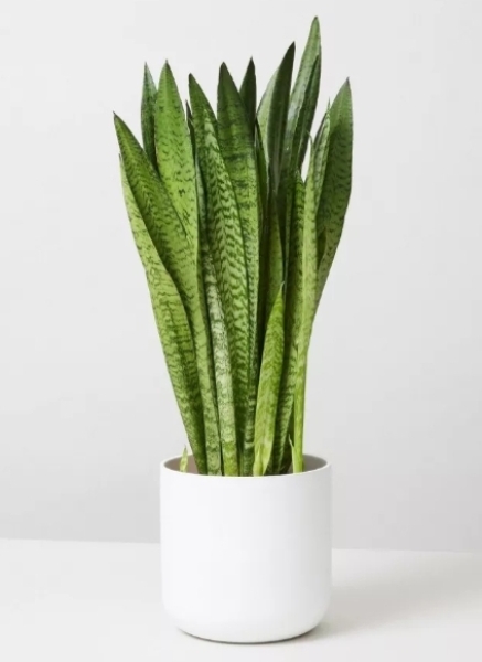 Tall house plant that can go in a slim pot