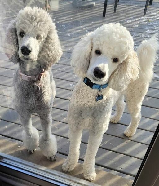 What dog breed do I need?? 