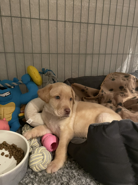 Puppy Survival Thread - as we approach Fireworks night for the first time…