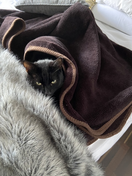 To ask to see your pets? 