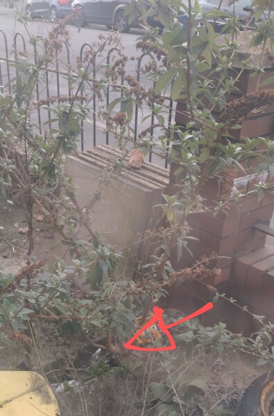 Advice regarding my buddleia