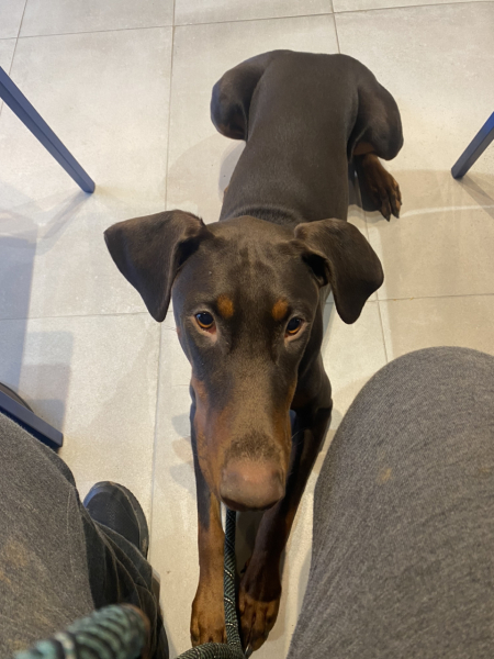 Dogs in cafes etc