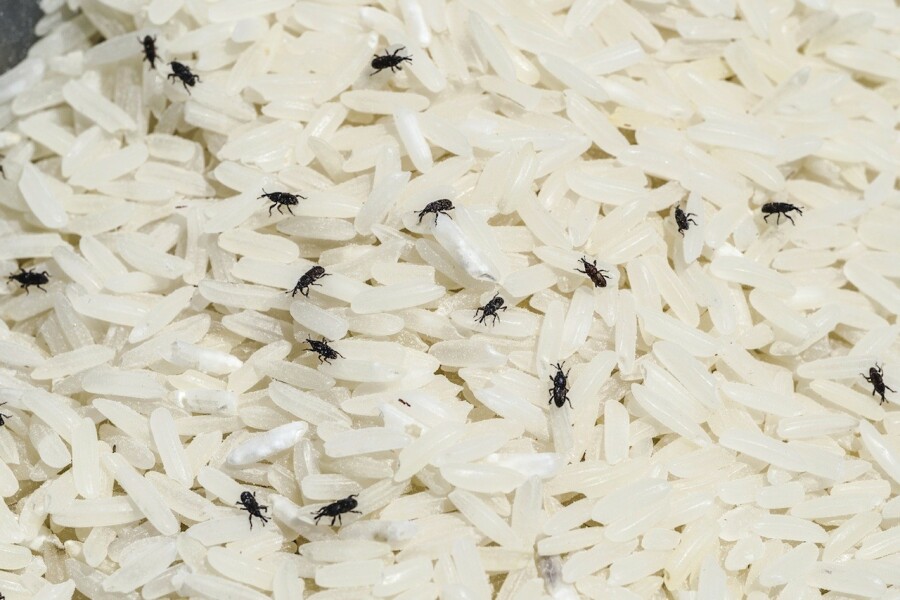 Worms in my rice? (Pic)