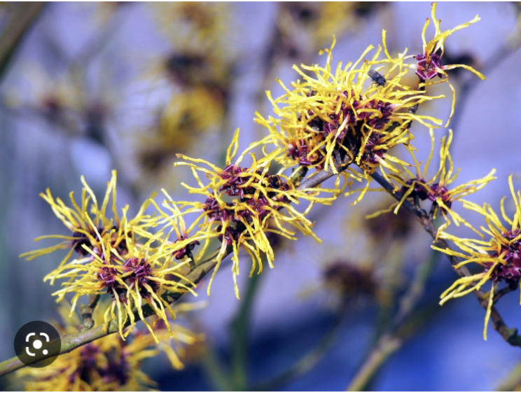 Spring things that you can look forward to in the next few weeks