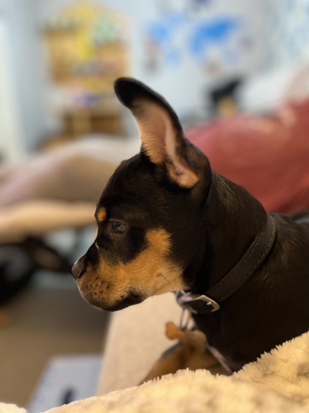 Puppy Survival Thread - as we approach Fireworks night for the first time…